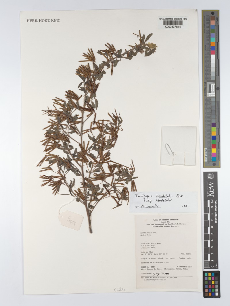 Indigofera heudelotii var. heudelotii photo 3