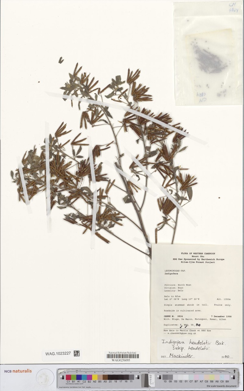 Indigofera heudelotii var. heudelotii photo 4
