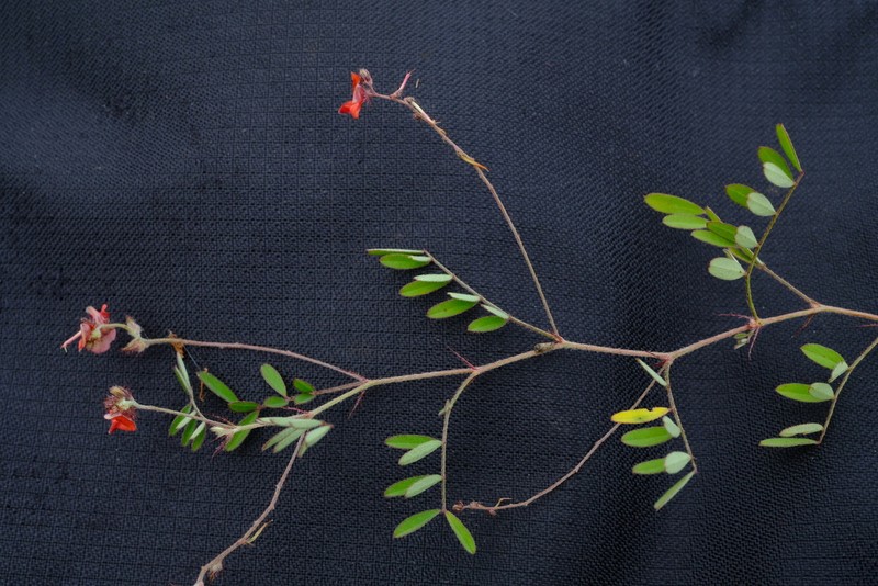 Indigofera hewittii