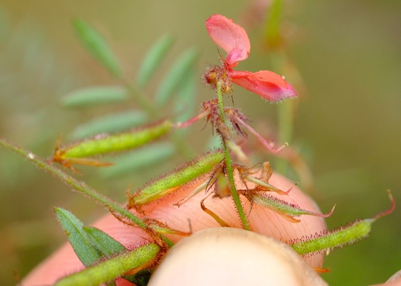 Indigofera hewittii photo 2