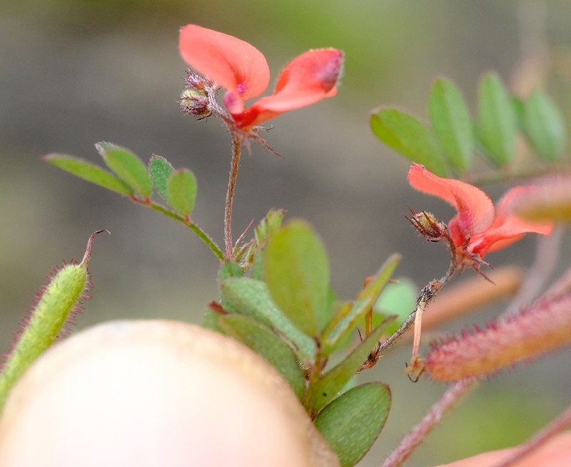 Indigofera hewittii photo 3