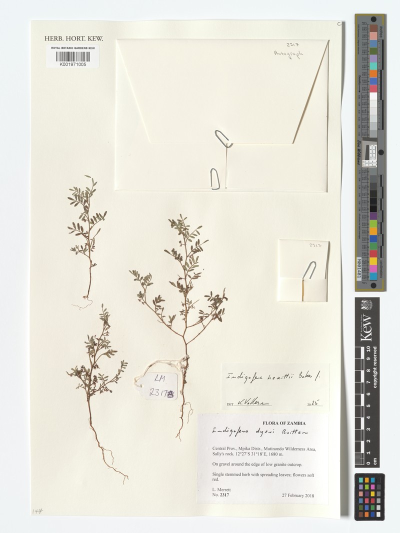 Indigofera hewittii photo 4