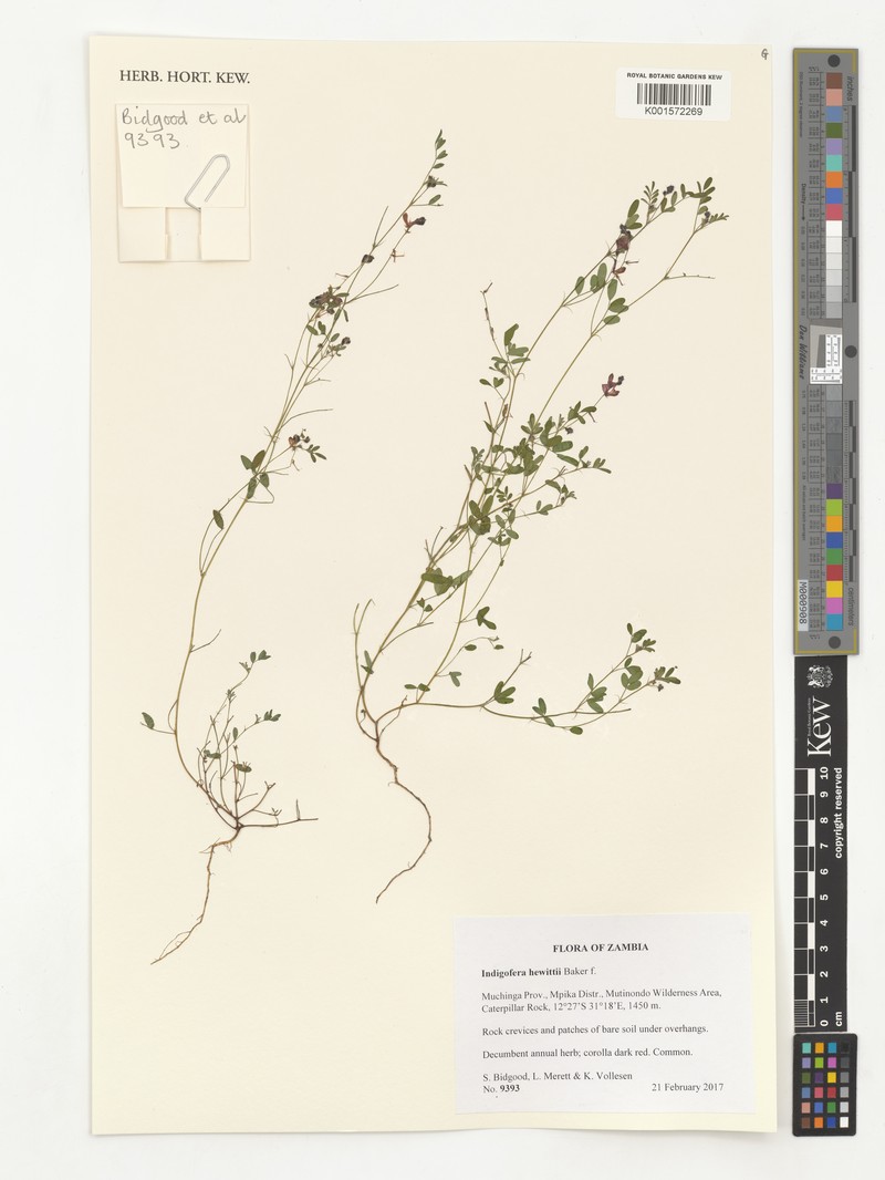 Indigofera hewittii photo 5