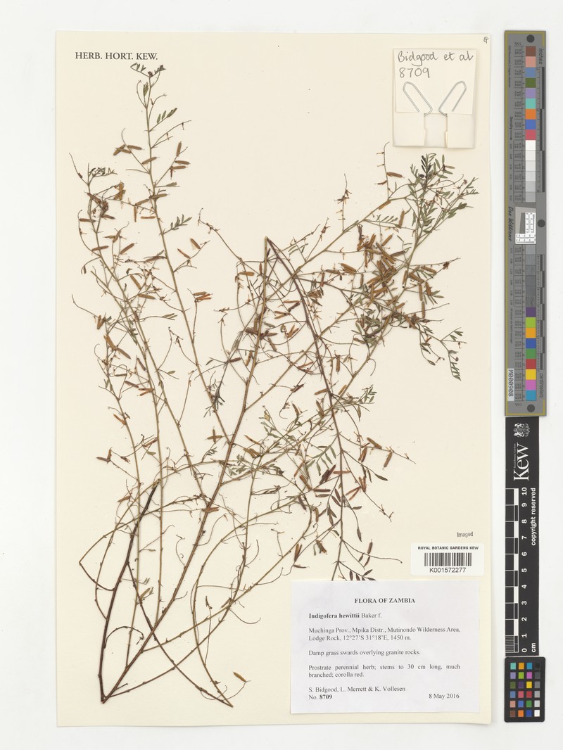 Indigofera hewittii photo 6