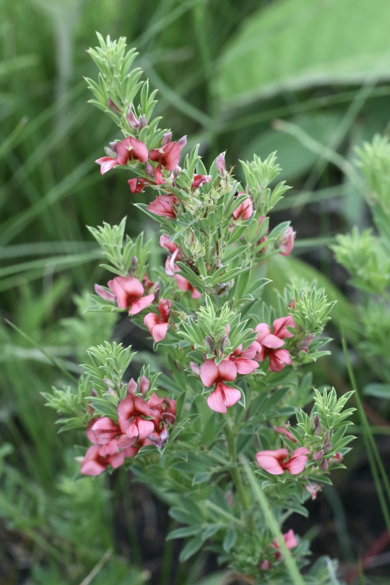 Indigofera hilaris
