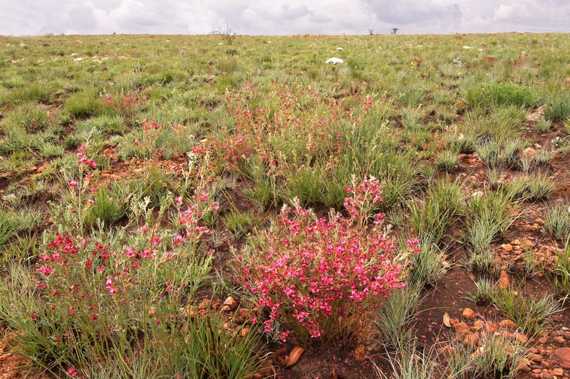 Indigofera hilaris photo 2