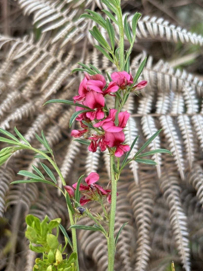 Indigofera hilaris photo 3