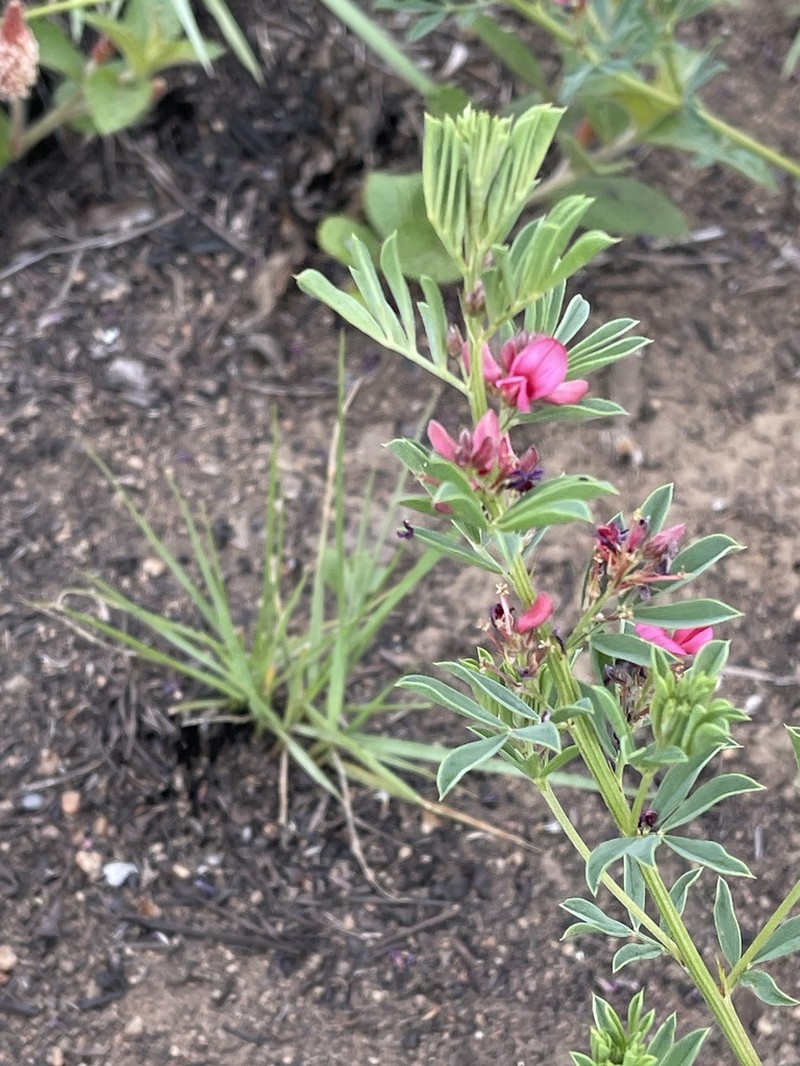 Indigofera hilaris photo 4
