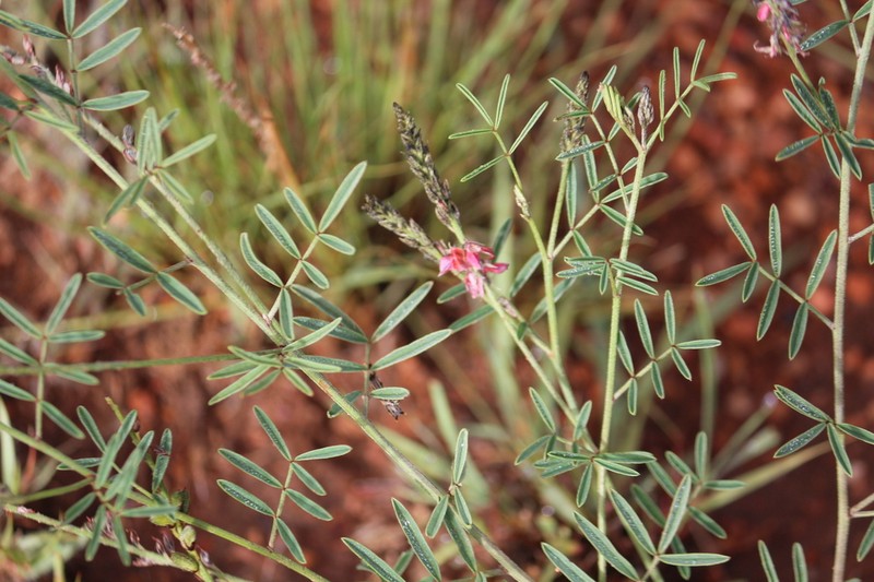 Indigofera hilaris photo 5