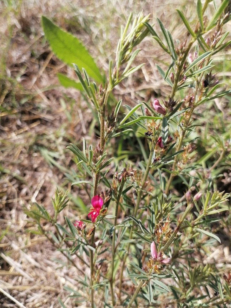 Indigofera hilaris photo 6