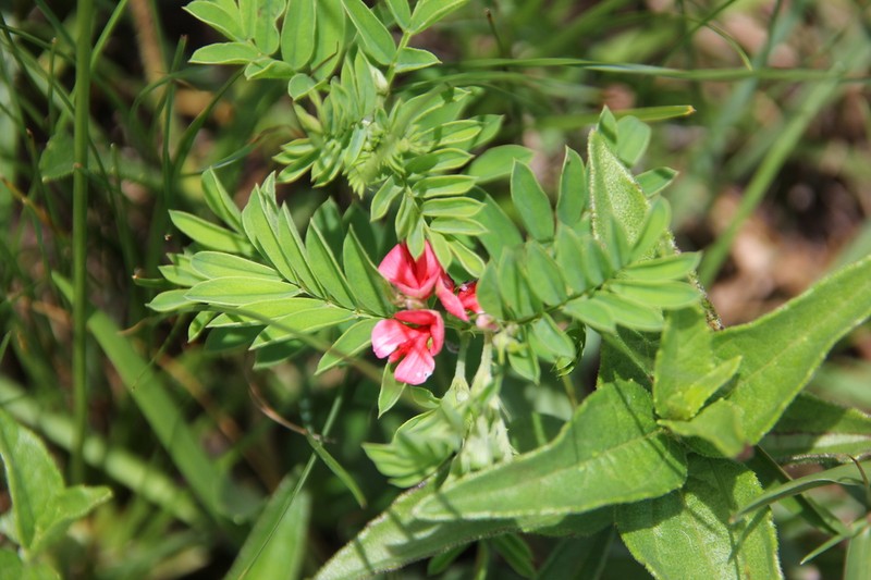 Indigofera hilaris photo 7