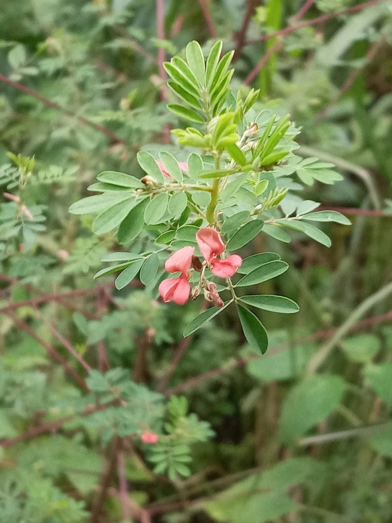 Indigofera hillburttii
