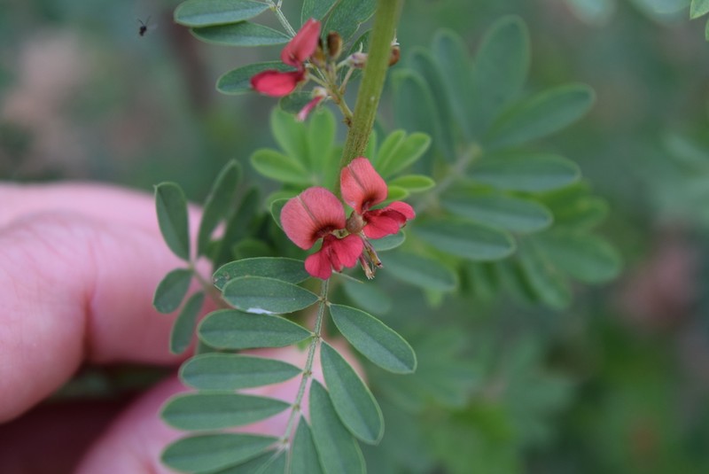 Indigofera hillburttii photo 2