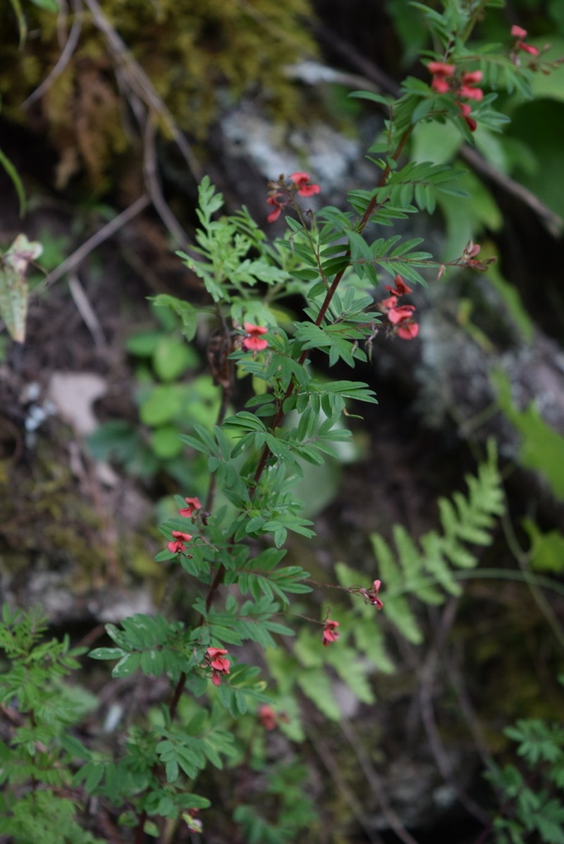Indigofera hillburttii photo 4