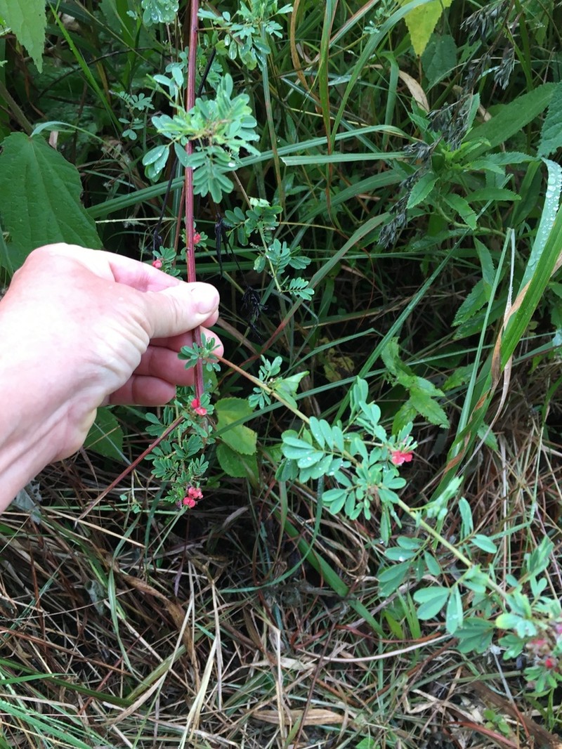 Indigofera hillburttii photo 5