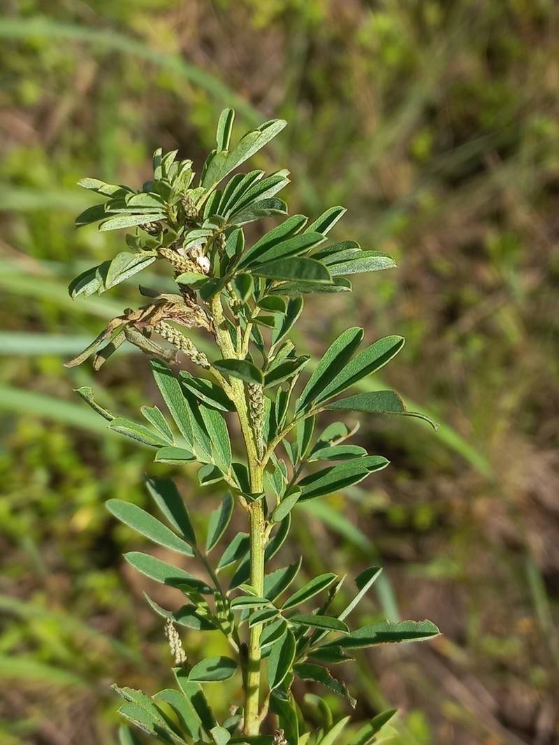 Indigofera hillburttii photo 6