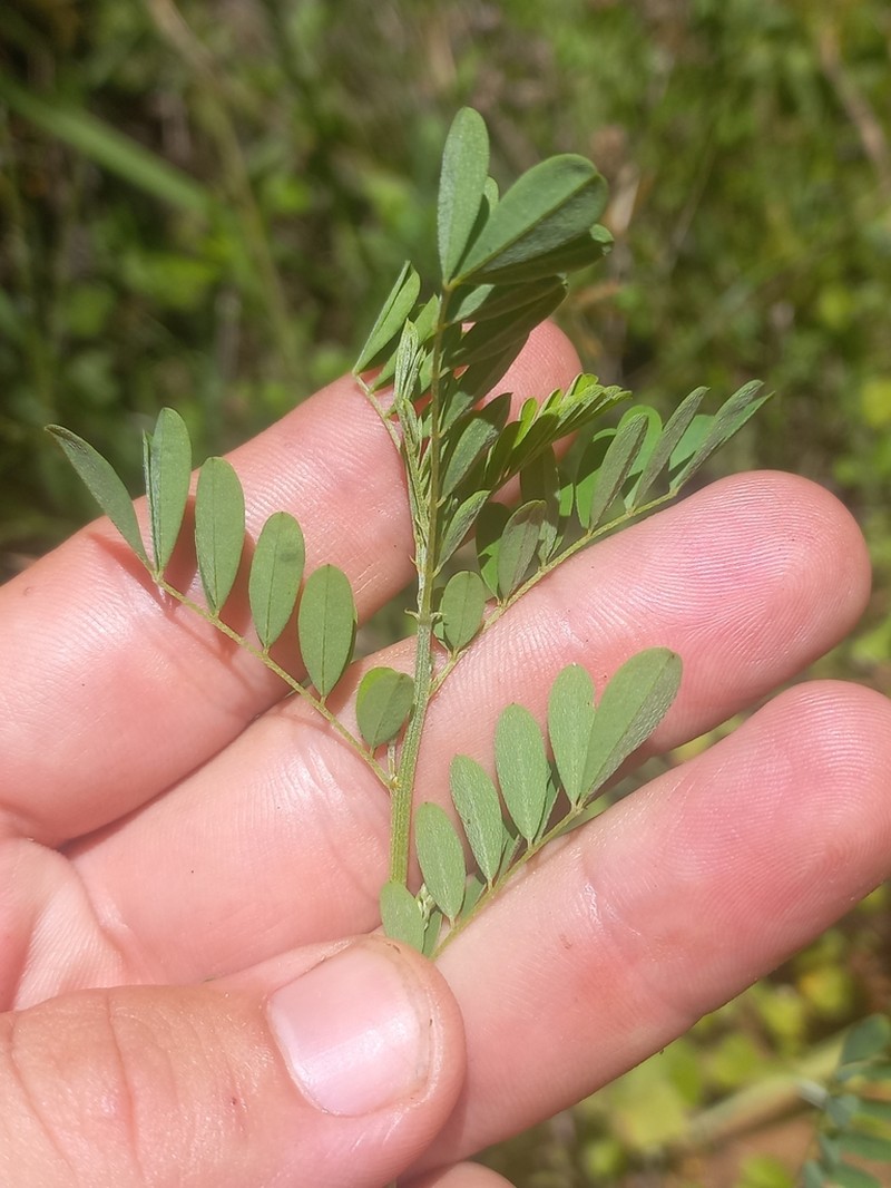 Indigofera hillburttii photo 7