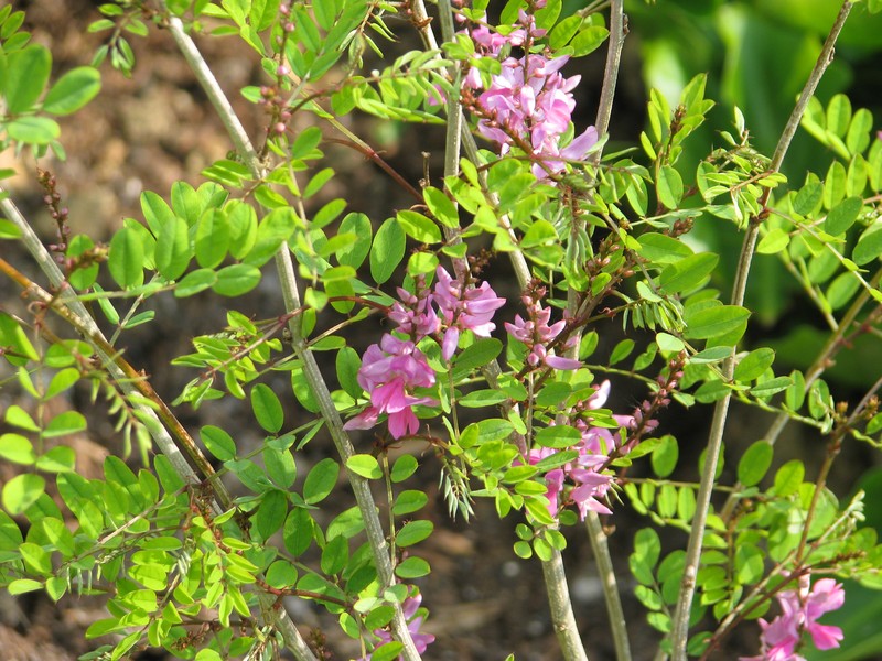 Indigofera himalayensis