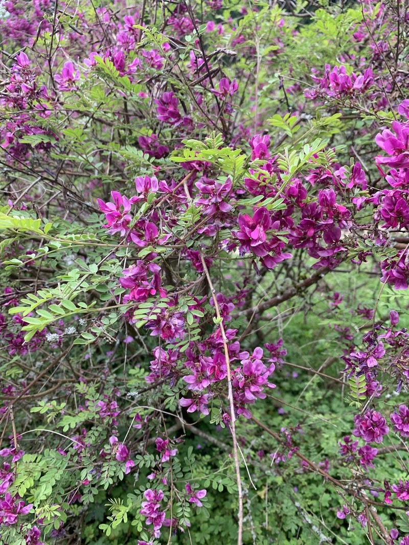 Indigofera himalayensis photo 2