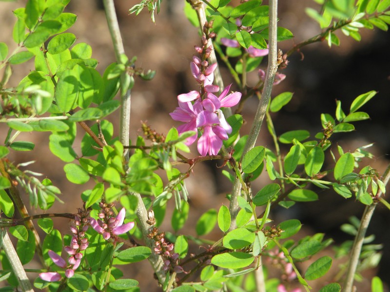 Indigofera himalayensis photo 3