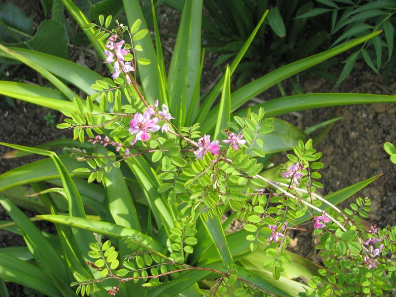 Indigofera himalayensis photo 4