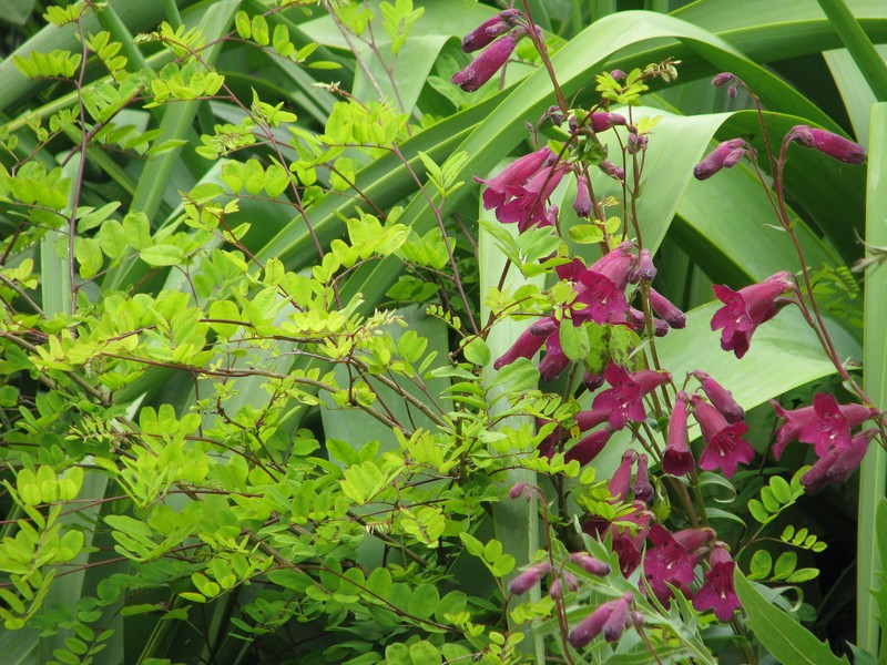 Indigofera himalayensis photo 5