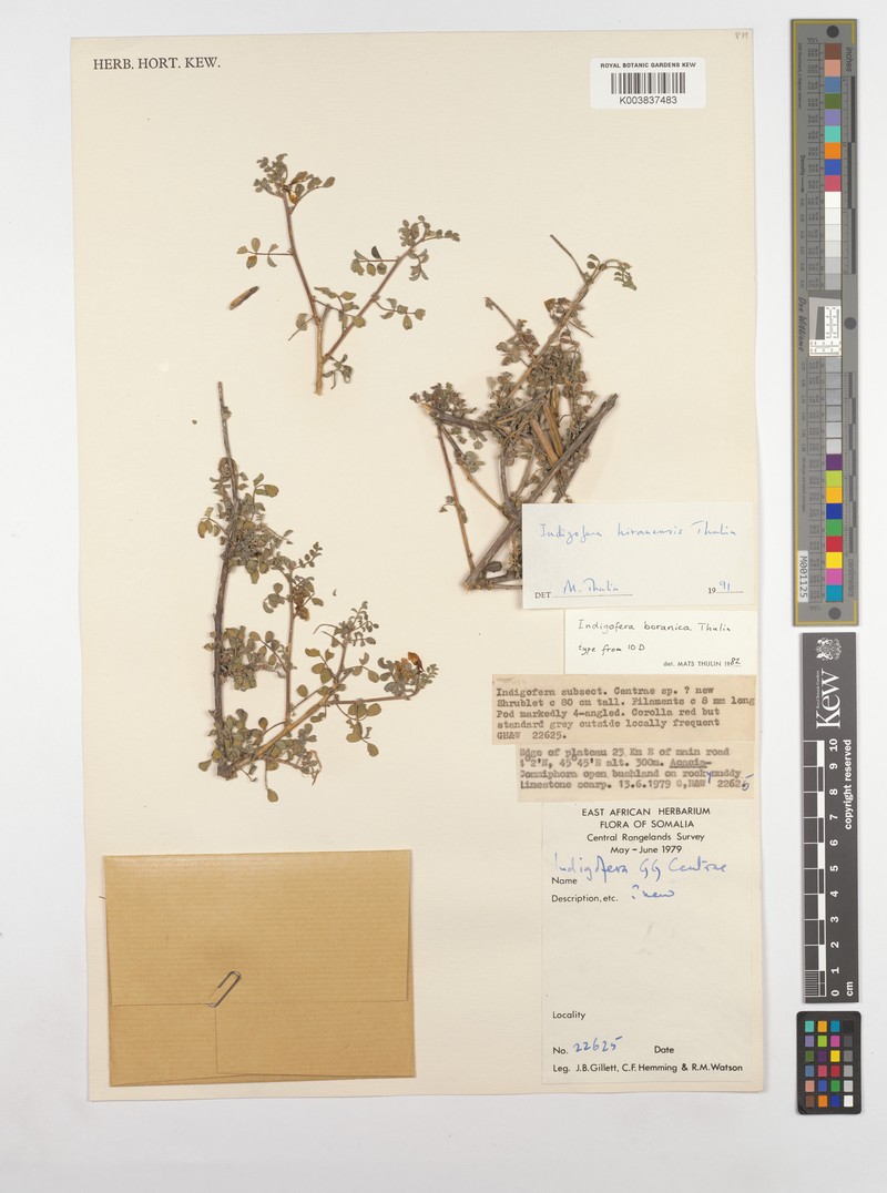 Indigofera hiranensis