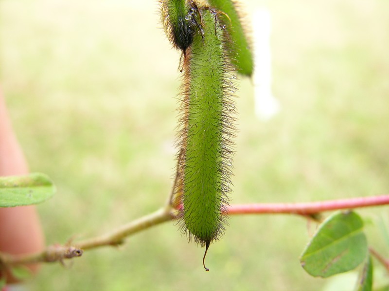 Hairy Indigo photo 3