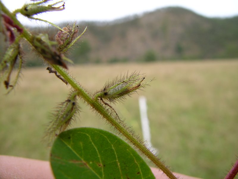 Hairy Indigo photo 5