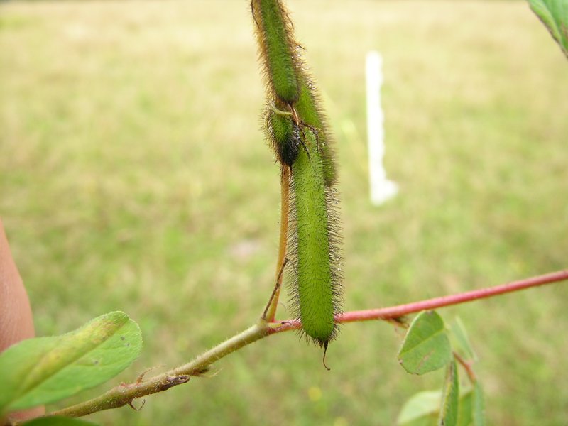 Hairy Indigo photo 6