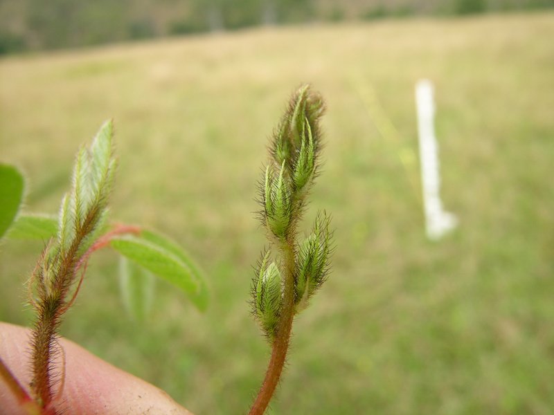 Hairy Indigo photo 7