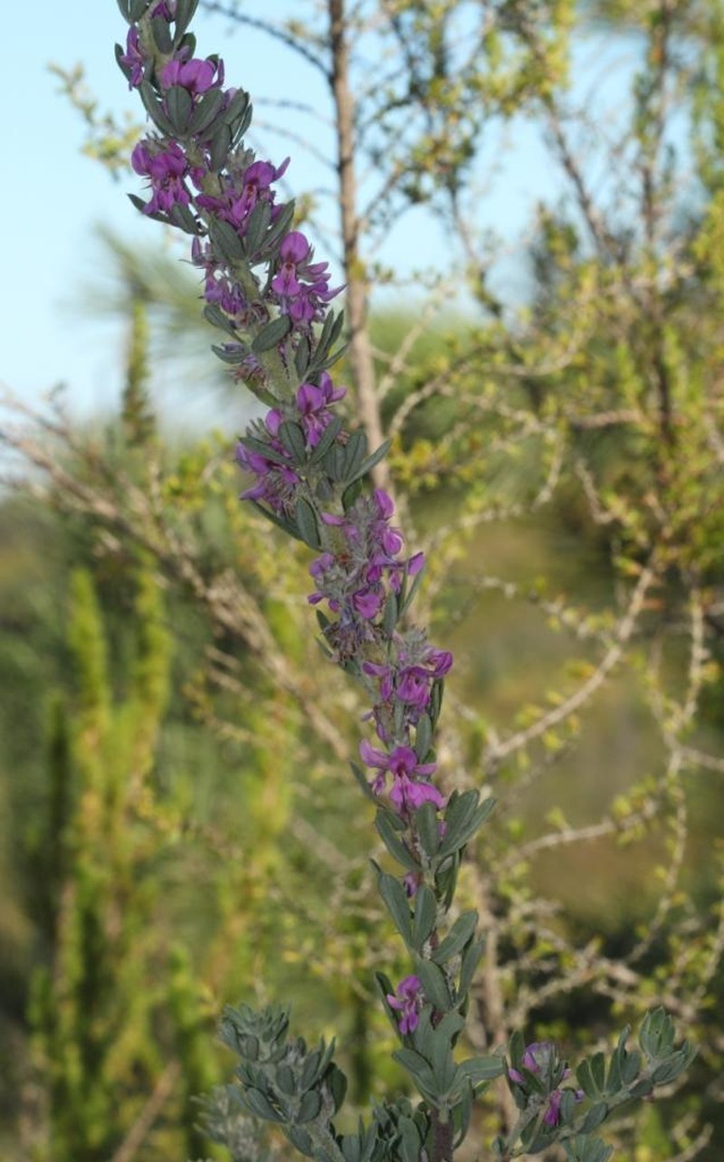 Indigofera hispida