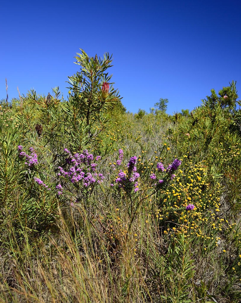 Indigofera hispida photo 2