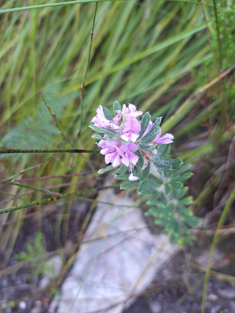 Indigofera hispida photo 3
