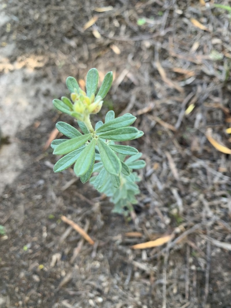 Indigofera hispida photo 4