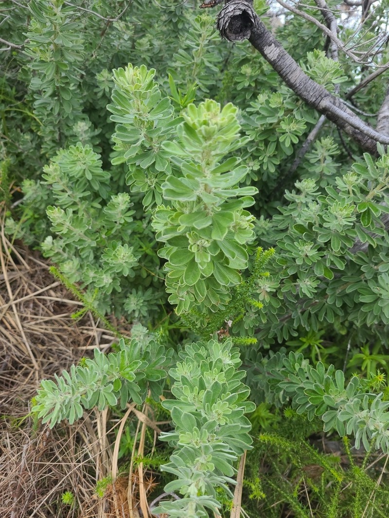 Indigofera hispida photo 5