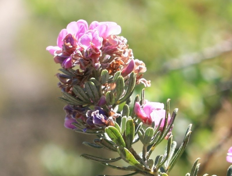 Indigofera hispida photo 6