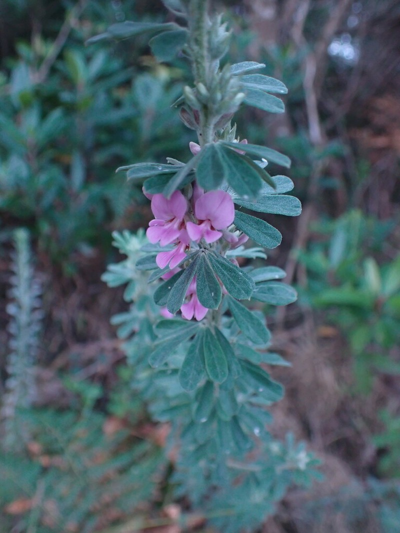 Indigofera hispida photo 7
