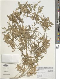 Indigofera hochstetteri