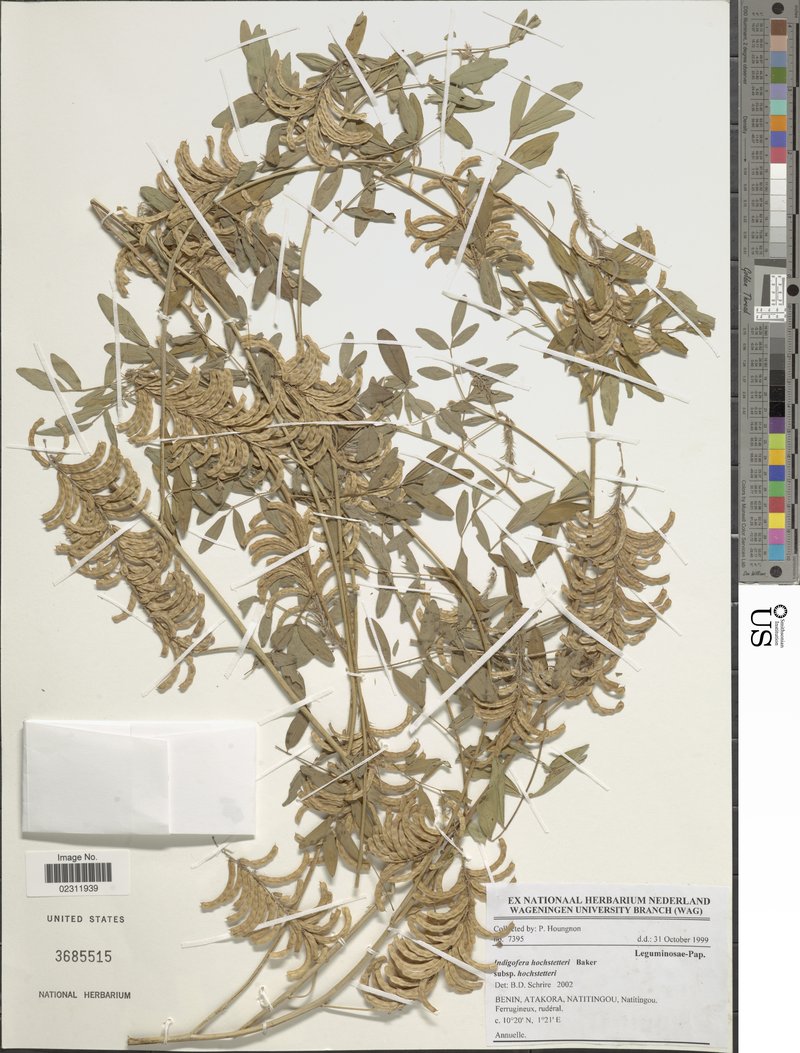 Indigofera hochstetteri