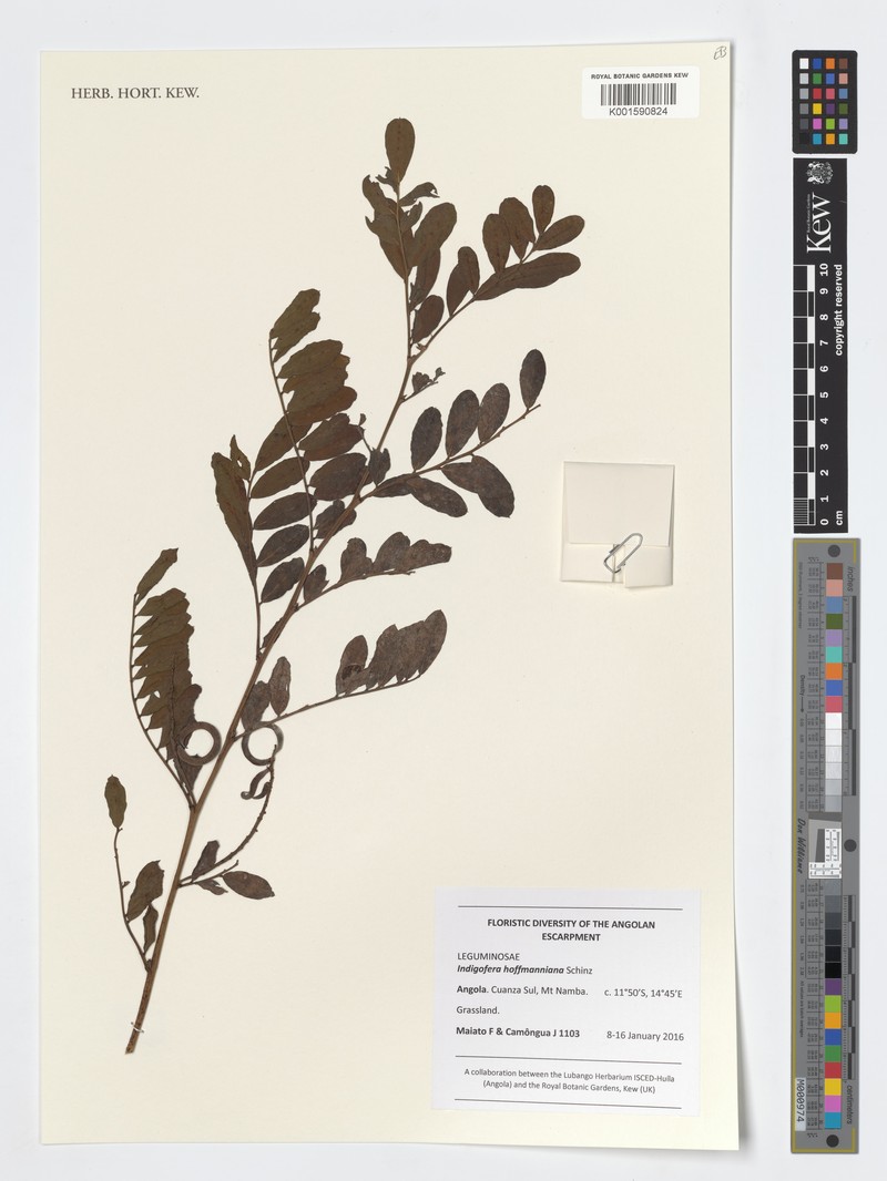 Indigofera hofmanniana