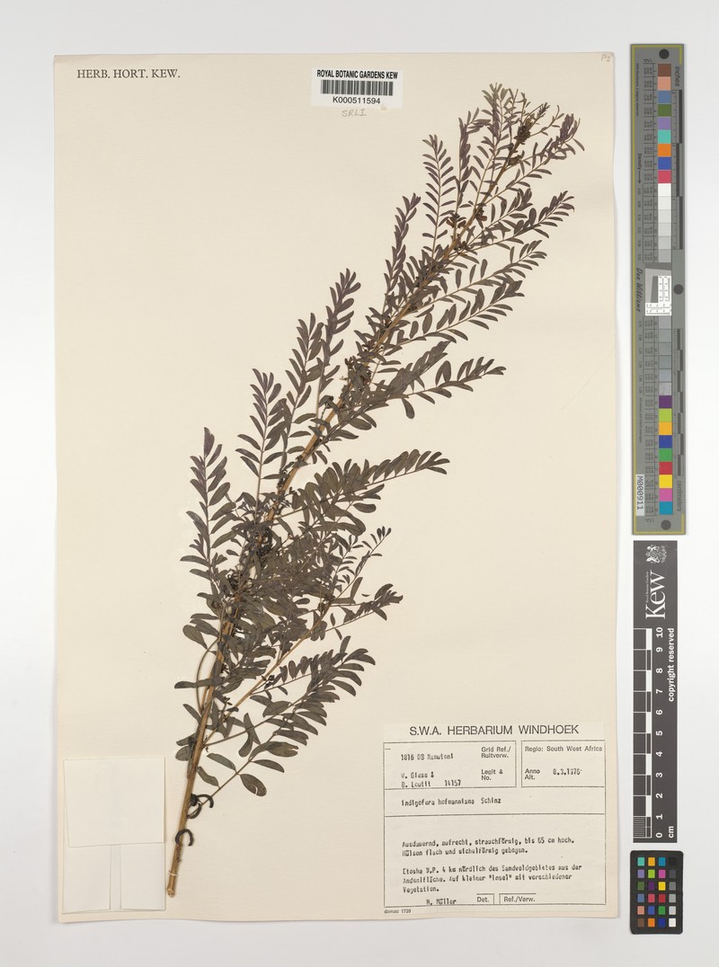 Indigofera hofmanniana photo 2
