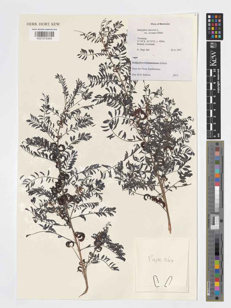 Indigofera hofmanniana photo 4
