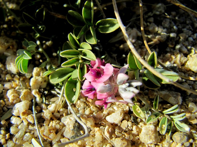 Indigofera hololeuca