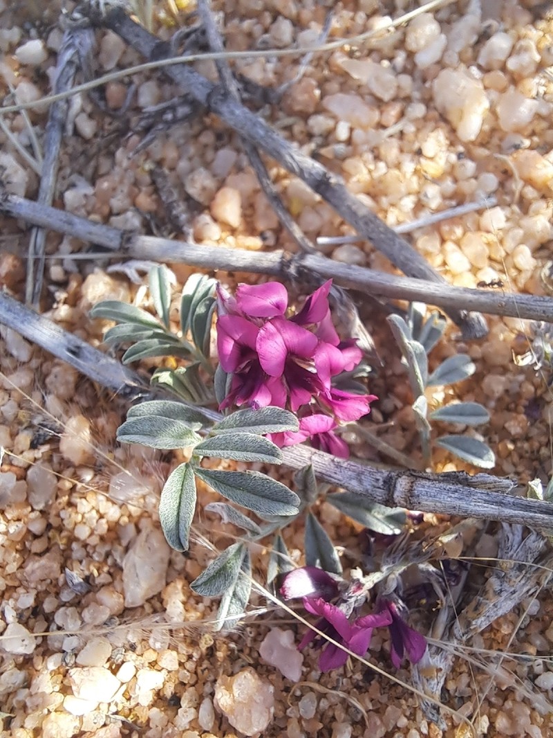 Indigofera hololeuca photo 2