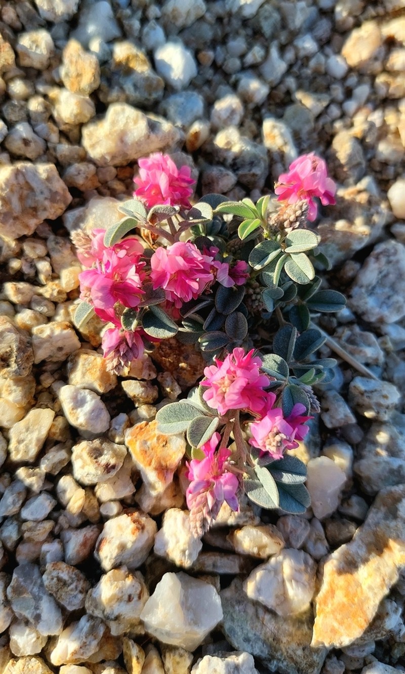 Indigofera hololeuca photo 4