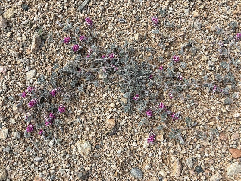 Indigofera hololeuca photo 6