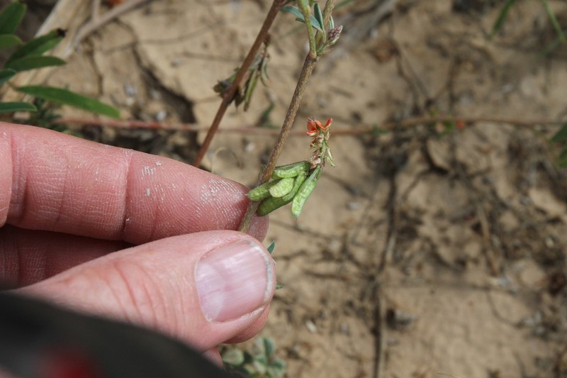 Indigofera holubii