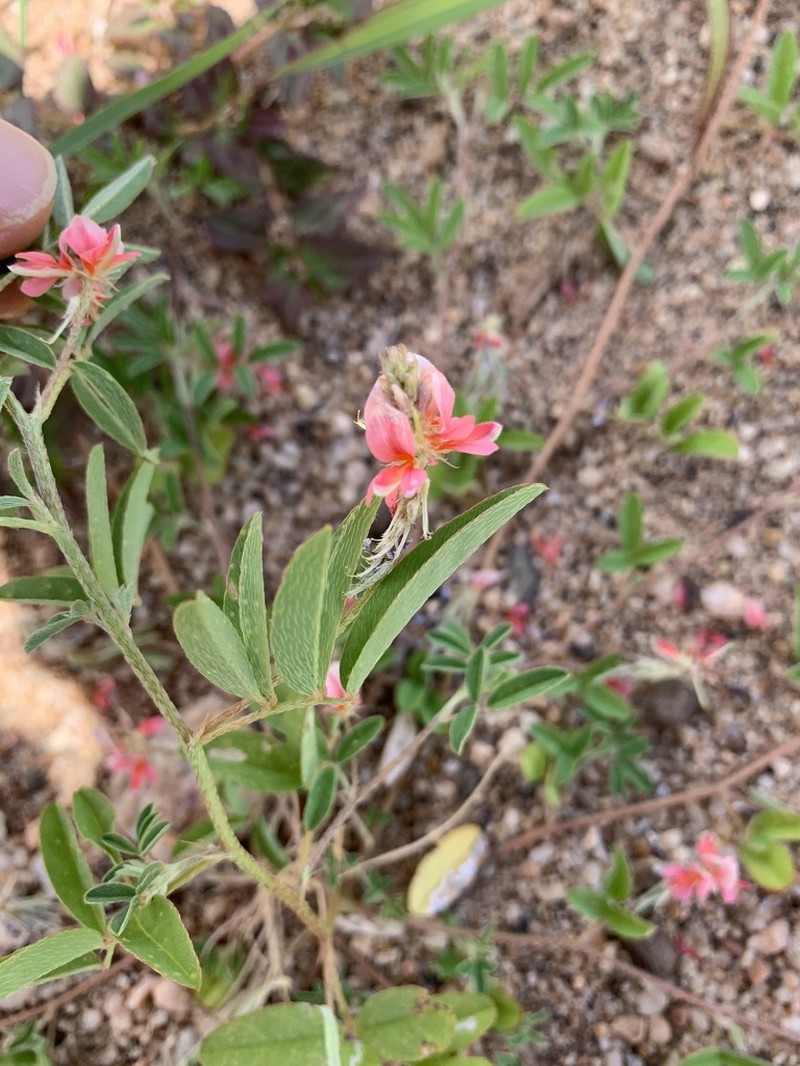 Indigofera holubii photo 3