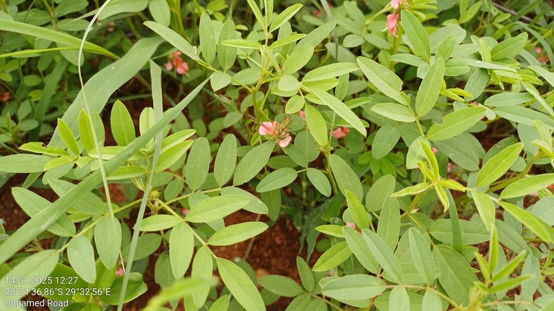 Indigofera holubii photo 4